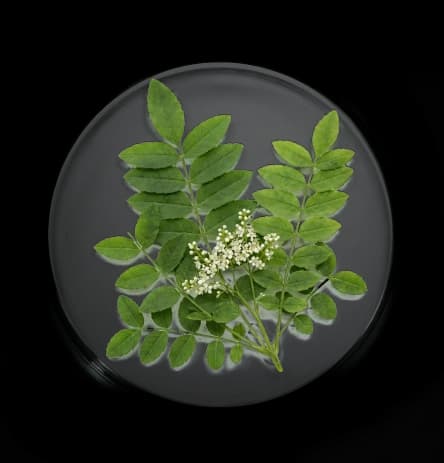 Boswellia image