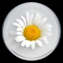 ingredient one